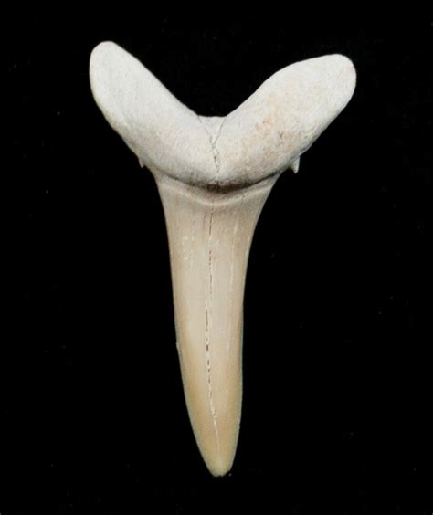 Carcharias (Extinct Sand Tiger) Shark Tooth - Eocene For Sale (#3417) - FossilEra.com