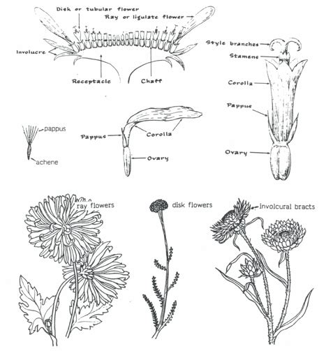 define chrysanthemum - Google Search | Sunflower family, Nature journal ...