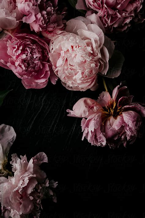 "Pink Peonies - Dark" by Stocksy Contributor "Darina Kopcok" - Stocksy