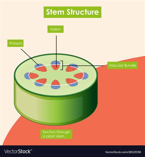 [DIAGRAM] Softwood Stem Diagram - MYDIAGRAM.ONLINE