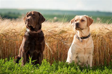 Labrador Dog Wallpapers - Wallpaper Cave