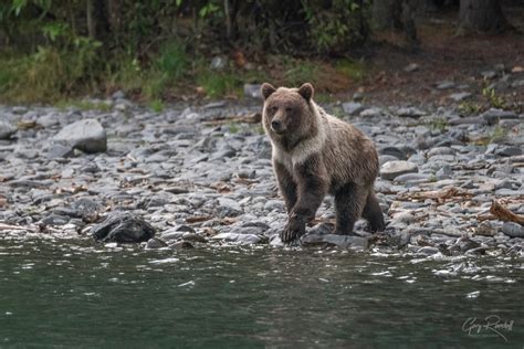 Alaska Grizzly Bears - Gary Randall