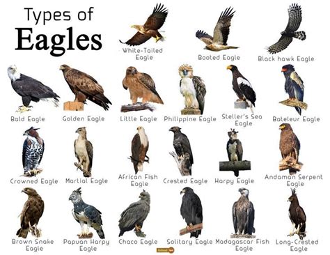 Discover the Different Types of Eagles