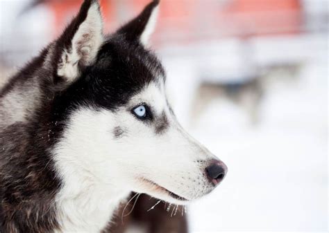 siberian-husky-dogs-in-the-snow-PD22N42 (1) | Pet Dog Owner