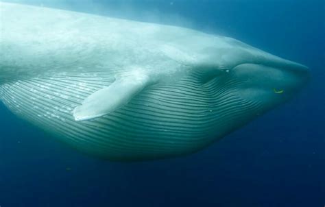 Características de la ballena azul