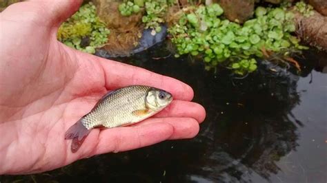 Jack Perks Photography: Fish in Wildlife Ponds?