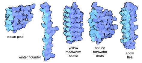 PDB-101: Molecule of the Month: Antifreeze Proteins