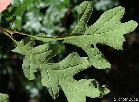 Oregon White Oak: Quercus garryana var. garryana