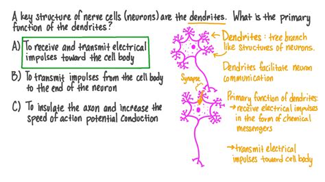 Question Video: Defining the Importance of Dendrites | Nagwa