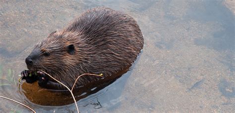 Beavers - Rocky Mountain National Park (U.S. National Park Service)