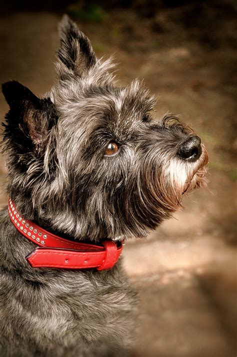 Cairn Terrier Grooming: The Essential Guide with Pictures of Haircut Styles