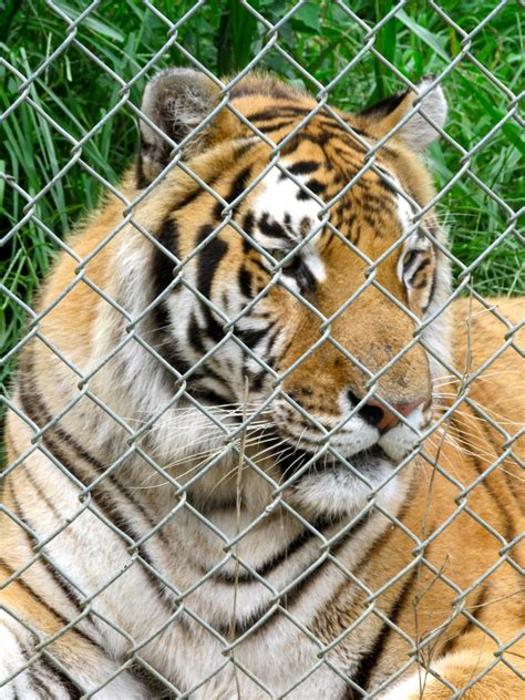 Carolina Tiger Rescue – D.F.G. Hailson