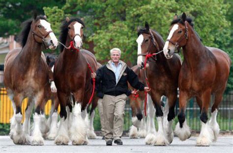 12 Majestic Clydesdales Who Wish To Set The Record Straight! | Big ...