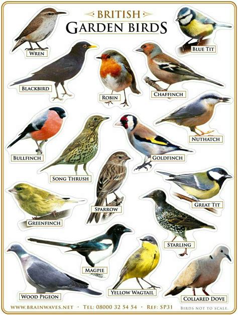 Pin on Birds | Backyard birds, Bird garden, Birds