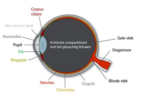 Het menselijk oog - Vingerhoets-Optics