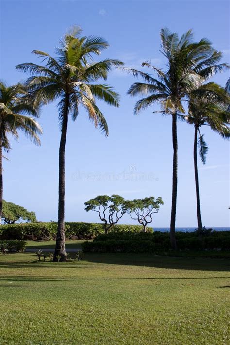 Palm Trees in Hawaii stock photo. Image of hawaii, kauai - 4288162