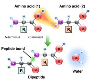 19.What are all the different kinds of linkages that are formed between the two macromolecules ...