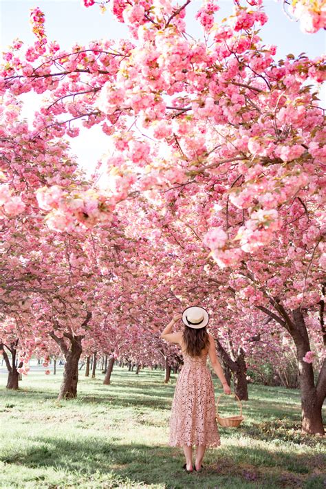 5 Secret Places to See Cherry Blossoms in DC that are Tourist Free 2021