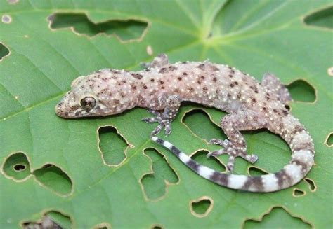 Mediterranean House Gecko Species Information and Facts