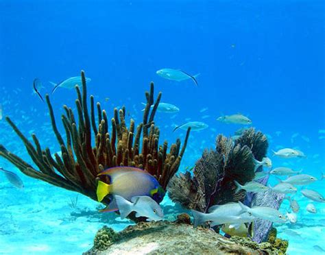 Bimini beaches ideal for snorkeling — Yacht Charter & Superyacht News