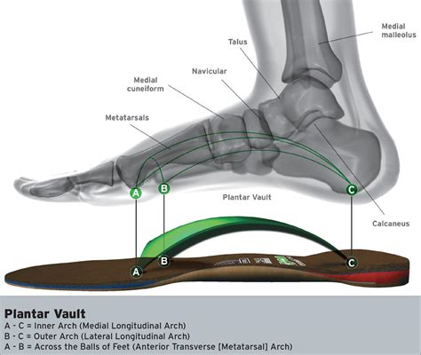 Plantar Vault: 3 Arches in Your Feet