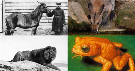 These Animals Have All Gone Extinct In The Last 100 Years - DavidWolfe.com