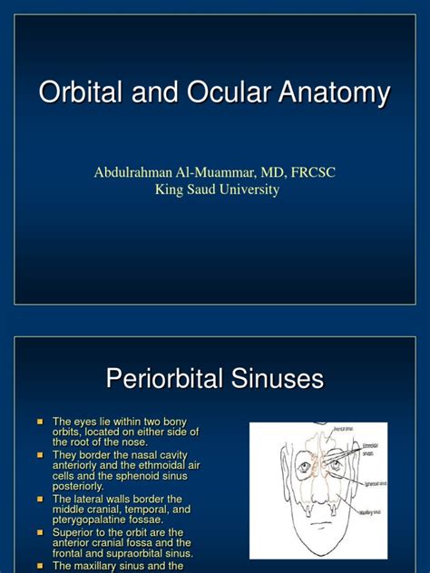 Orbital Anatomy | Facial Features | Primate Anatomy