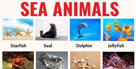 Sea Animals: List of 20+ Interesting Sea, Ocean Animals with the Picture - ESL Forums