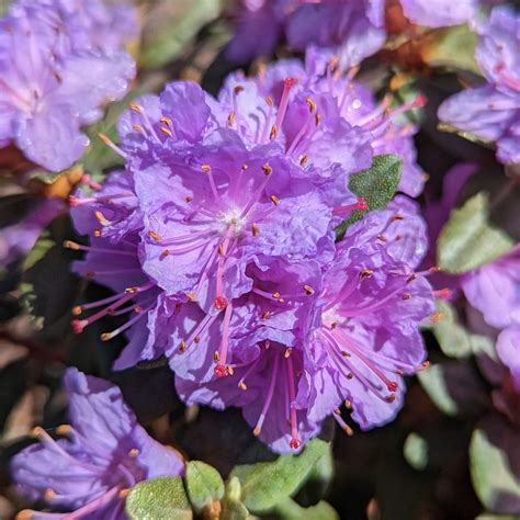 Ramapo Dwarf Rhododendrons - Buy Rhododendron Ramapo Online - Millais ...