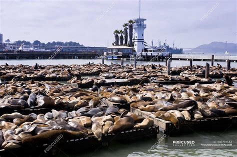 Fishermans Wharf San Francisco Sea Lions