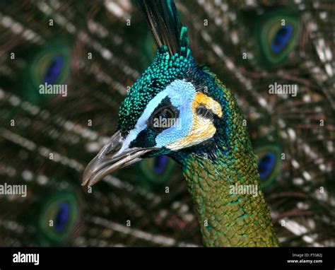 Green peafowl feathers pavo muticus hi-res stock photography and images - Alamy