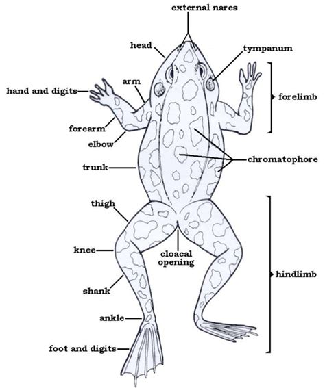 Frog External Anatomy Worksheet | Anatomy Worksheets