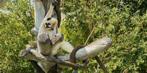 Support the Animals at Denver Zoo - Denver Zoo