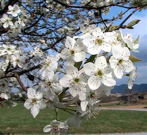 Flowering Pear Trees | Garden View Landscape, Nursery & Pools