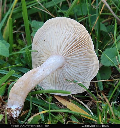 Clitocybe blanchi - Clitocybe dealbata