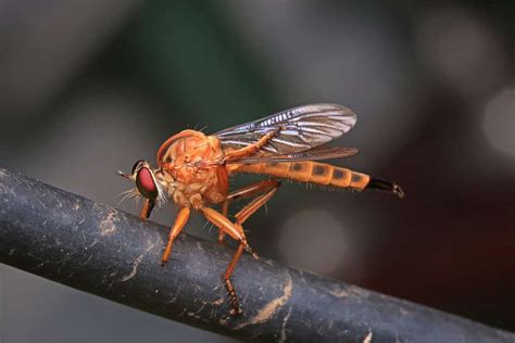 Discover the 6 Most Common Types of Flies - A-Z Animals