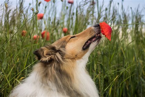 Understanding a Dog’s Sense of Smell - Nom Nom