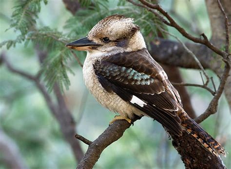 Kookaburra [Dacelo] Facts | Animals Name A To Z