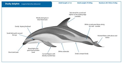 Dusky dolphin
