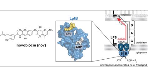 The Antibiotic Novobiocin Binds and Activates the ATPase That Powers Lipopolysaccharide ...