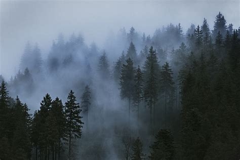 trees, Mist, Clouds, Photography, Wood, Sky Wallpapers HD / Desktop and ...