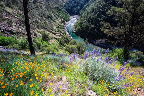 Wildflowers of Yosemite 2025 - Rove.me