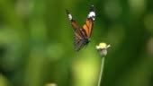 Butterfly Flying Slow Motion HD Stock Video - Download Video Clip Now - Butterfly - Insect ...