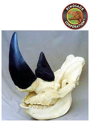 White Rhinoceros Skull For Sale | Dinosaur Corporation