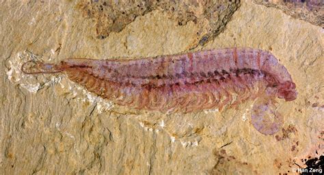 Fossil Specimen of Kylinxia [IMAGE] | EurekAlert! Science News Releases