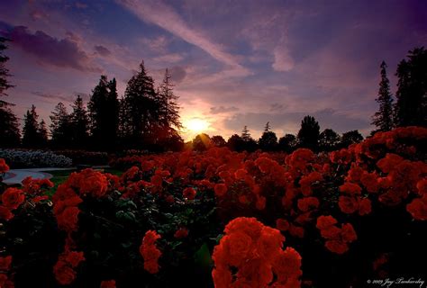 Roses at Sunset | Rose Garden at Sunset. © 2009 Jay Tankersl… | Flickr