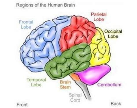 Your Brain makes the Worldwide Web look like a poor Toy