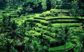 hagdan hagdang palayan "Banaue Rice Terraces"