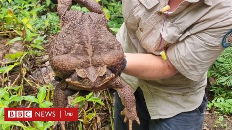 พบ “Toadzilla” คางคกยักษ์ที่ใหญ่ที่สุดในโลกที่รัฐควีนส์แลนด์ของออสเตรเลีย - BBC News ไทย