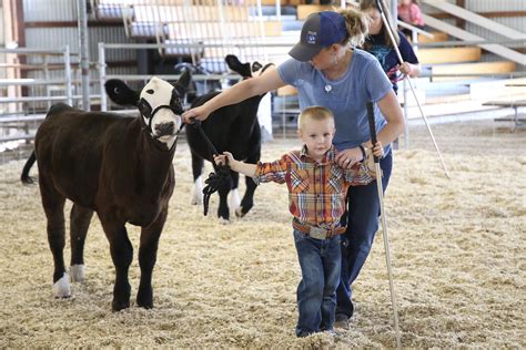 Sundance & Co. Livestock Show Photography. Heifer show. Stockshow Life ...